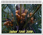 Sabah 2008 034_nEO_IMG