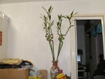 PICT0087