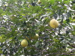 PICT4721
