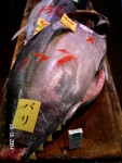 築地魚市場