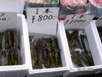 築地魚市場