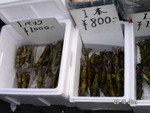 築地魚市場