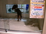 Pet Shop in Japan