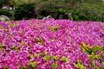 DSC05388