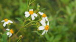 PB090417