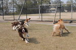 doggies are playing