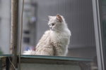 小白
