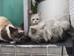 lovely neighbour