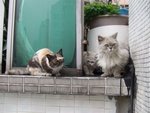 愛上了貓貓