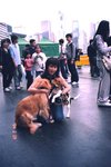 04_0229_dog_show_3