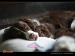 23-Dec-08
sleeping choco