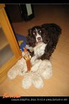 15-Dec-08 choco