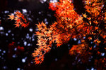 紅葉狩最佳地方 - 東福寺