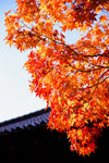 常寂光寺