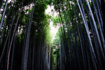 竹林之道