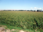 DSCF0721