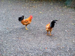 DSCF0867