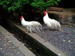 DSCF0869