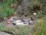 DSCF0011