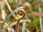 DSCF0054