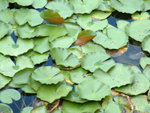 DSCF0039