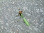 黃蜂大戰螳螂，結果螳螂死左，黃蜂就俾人踩死左