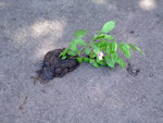 DSCF0043