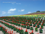 2004062717