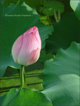 2004070504