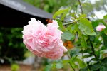 DSCF8094001