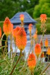 DSCF8146001