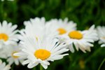 DSCF8186001