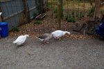 DSCF9045001