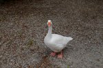 DSCF9047001