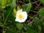 Black's_Link_08