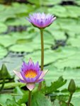Chi_Lin_Flower_27