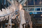 Dragon_Exibition_03