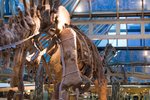 Dragon_Exibition_04