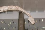 Dragon_Exibition_05