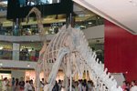 Dragon_Exibition_09