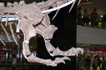 Dragon_Exibition_22