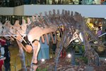 Dragon_Exibition_25