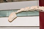 Dragon_Exibition_28
