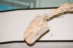 Dragon_Exibition_29