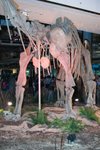 Dragon_Exibition_30