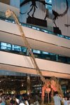 Dragon_Exibition_32
