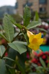 Flower_Exhibition_2007_004