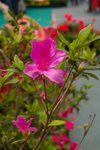 Flower_Exhibition_2007_005