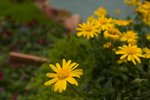 Flower_Exhibition_2007_007