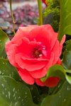 Flower_Exhibition_2007_008